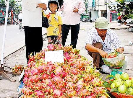Thanh long Chợ Gạo đổ đống dưới đất bán chỉ 3.000 đồng/kg