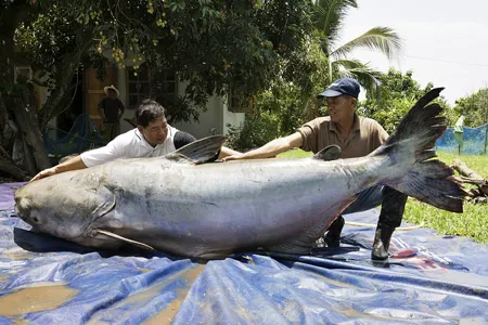 WWF cảnh báo: Loài cá Tra Dầu ở sông Mê Kông sẽ bị tuyệt chủng