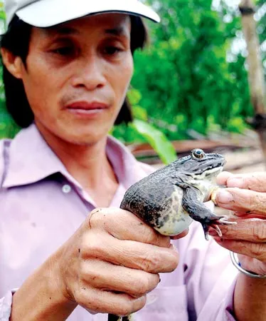 Chuyện ông chủ ao ba ba