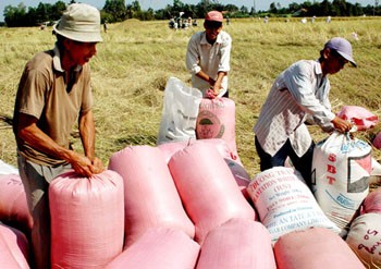 Farmers harvest rice in the Mekong Delta (Photo: SGGP)