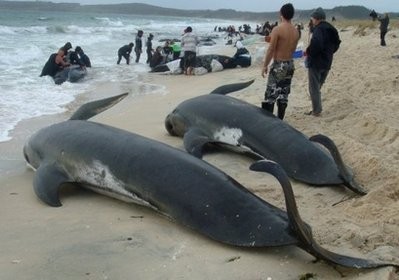 This photo, taken on August 20 by the New Zealand Department of Conservation, shows two dead pilot whales as people tending to other whales at Karikari beach in the far north of New Zealand.