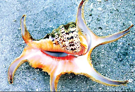 Ốc xà cừ hình nhện ở ngoài khơi Trung Quốc.