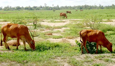 Tràn lan khu công nghiệp ở ĐBSCL. Bài 2: Mặt trái và những hệ lụy