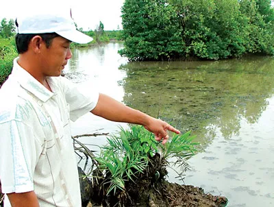 Vedan đồng ý bồi thường cho nông dân TPHCM và Bà Rịa - Vũng Tàu