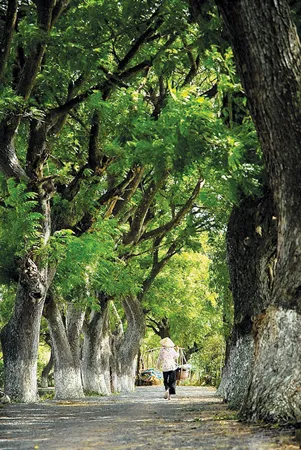 Buổi sáng của mẹ