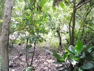 Gốc bưởi - vị trí nhân chứng Yến đứng khi nhìn Quyên và Tám khiêng vật nặng ra bờ sông. Ảnh: HUY PHONG