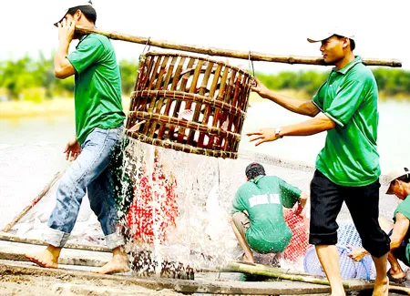 Thu hoạch cá tra để chế biến xuất khẩu.