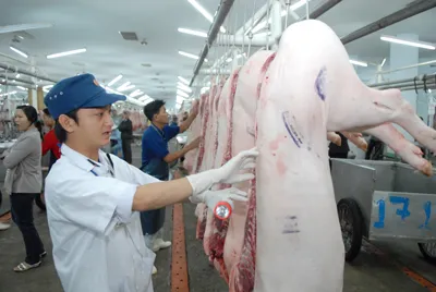 Nhân viên thú y kiểm tra thịt heo tại chợ đầu mối Hóc Môn. Ảnh: CAO THĂNG