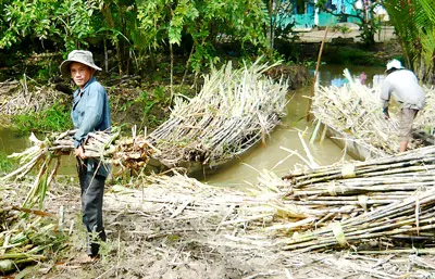 Nông dân bán mía non