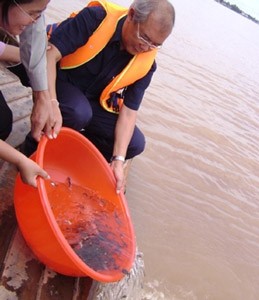 Young giant barb fish released into the Mekong River in Hong Ngu Town, Dong Thap Province on September 15 (Photo: An Nhi)
