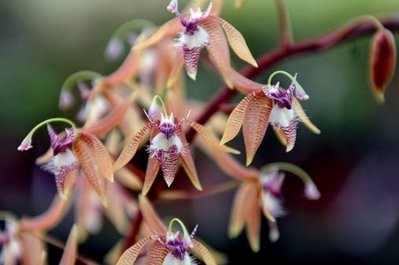 AFP file - An orchid is seen at the University of Costa Rica in Cartago, close to San Jose.