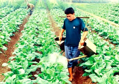 A farmer waters cabbages at a farm in Ho Chi Minh City (Photo: SGGP)