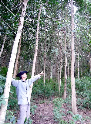 Doanh nghiệp trồng rừng ở Đắc Lắc: Xí đất hơn đầu tư