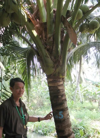 “Vua dừa” xứ cù lao