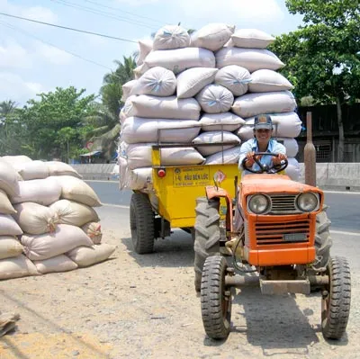 Giá cao, không còn lúa bán!
