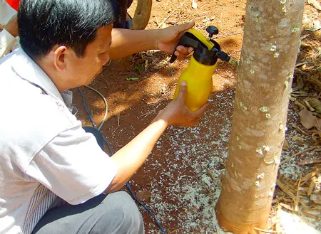 Ước mơ đổi đời từ cây dó bầu