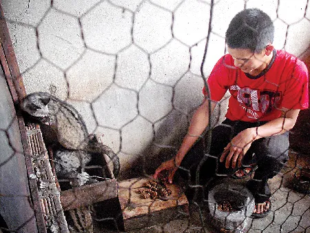 Thử nghiệm cà phê chồn