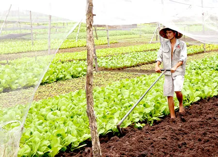 Cho thuê đất nông nghiệp: Được và lo