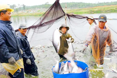 Mỹ xem xét áp thuế cá tra: Công bằng ở đâu?