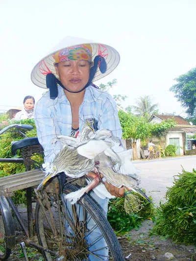 Vào mùa… diệt cò