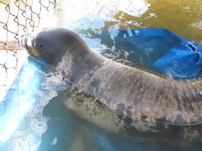 Thừa Thiên-Huế: Sẽ thả hải cẩu về biển