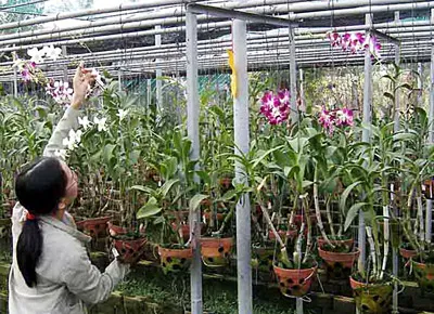 Nông trấn - mô hình có thể ứng dụng ở ĐBSCL?