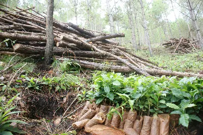 Vụ phá trên 1000 cây thông tại Đà Lạt - Cà phê mọc lên, rừng thông ngã xuống