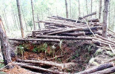 Hơn 1.000 cây thông bị chặt hạ, chôn lấp để lấy đất trồng cà phê