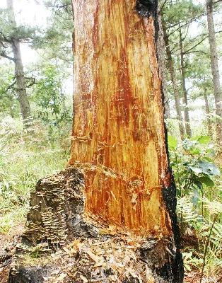 Rừng thông nội ô Đà Lạt tiếp tục bị tàn phá