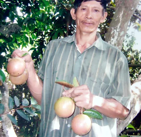 Làm giàu với vú sữa bơ hồng