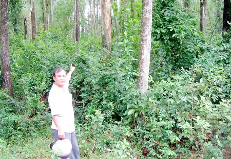 Khu rừng rộng 1,07ha được ông Nguyễn Mạnh Hà (An Lão, Bình Định) và một số hộ dân khác trồng, chăm sóc trong 12 năm, nay chỉ được trả với giá 35 triệu đồng. Ảnh: H.TRỌNG
