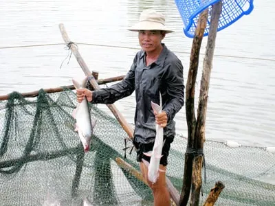 Xuất khẩu cá tra - Bấp bênh giá cả, nguồn hàng