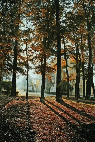 Tác phẩm "Mùa thu vàng"