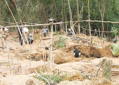 Phú Yên: “Vàng tặc” hoành hành