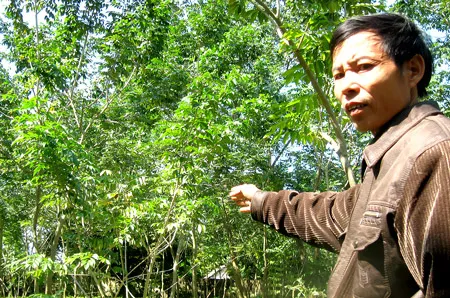 Hết “say” với cây sưa