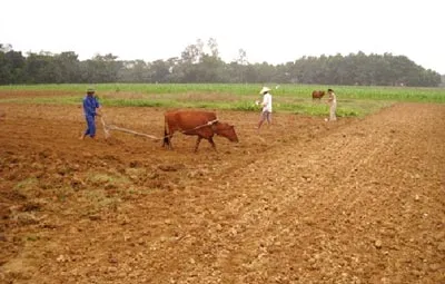 Nông dân vùng lũ ra đồng làm đất khôi phục sản xuất vụ Đông Xuân. Ảnh: Nhật Minh