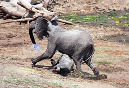 Voi con đè lên cá sấu.