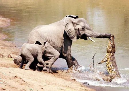 Cá sấu đớp vòi voi - Voi đè cá sấu