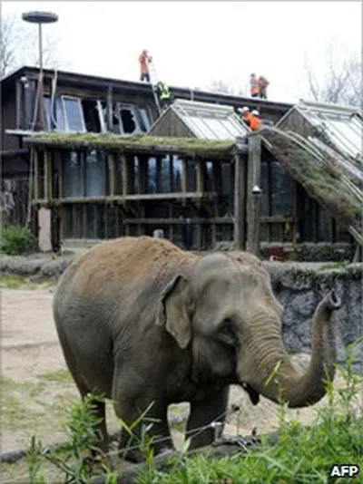 Chú voi may mắn thoát thân