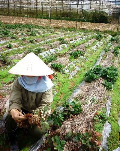 Đà Lạt: Dâu tây chết hàng loạt, giá tăng kỷ lục