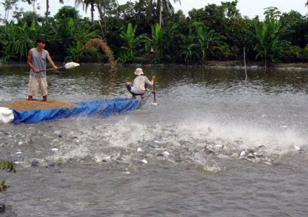 Mô hình liên kết nuôi cá tra ở xã Thới An, huyện Ô Môn, TP Cần Thơ đạt hiệu quả cao. Ảnh: BÌNH ĐẠI