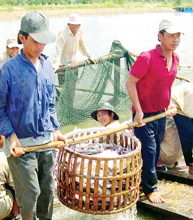 Kinh tế trang trại nhìn từ thực tiễn -  Giàu nuôi cá, khá nuôi heo...