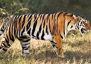 Tiger and other animals need to be protected.