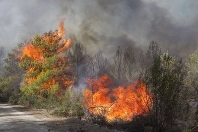 Flames engulf trees in the Carmel Forest on the outskirts of Haifa.