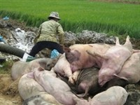 File photo shows that pigs are destroyed in Ha Tinh Province.