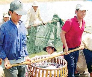Farmers harvest tra fish, one of the key products of the farm economy in the Mekong Delta (Photo: SGGP)