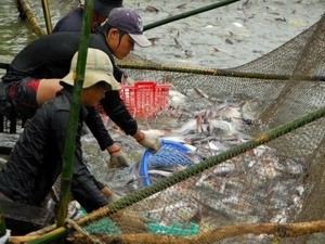 (Photo: vietnamplus)