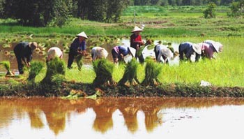 File photo of growing rice (Photo: SGGP)