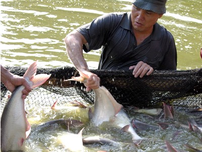 Farmers in the Mekong delta harvest Tra fish