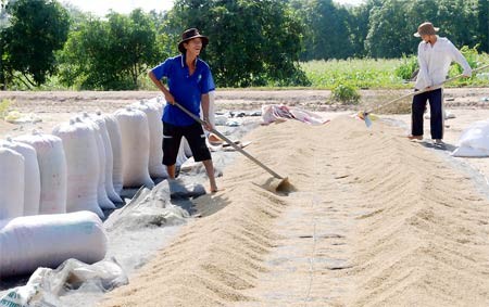 Farmers in Cho Moi District, the Mekong Delta province of An Giang dry unhusked rice (Photo: SGGP)
